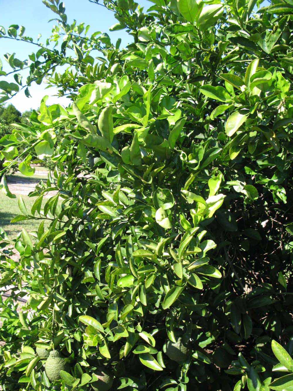              Sun leaves (Winter Haven, FL)       